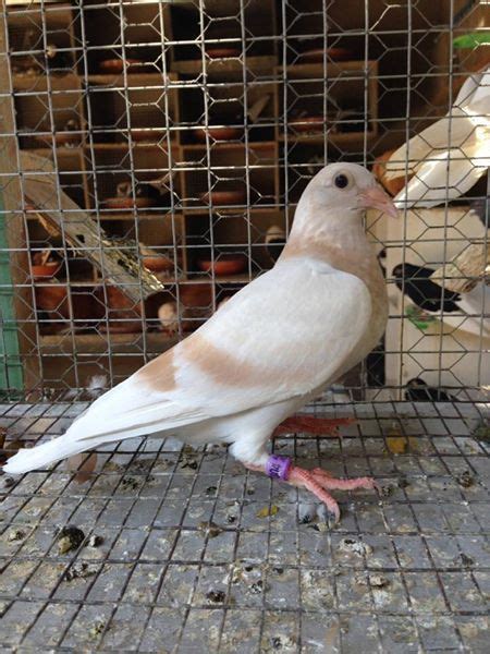 Racing Pigeons Philippines .